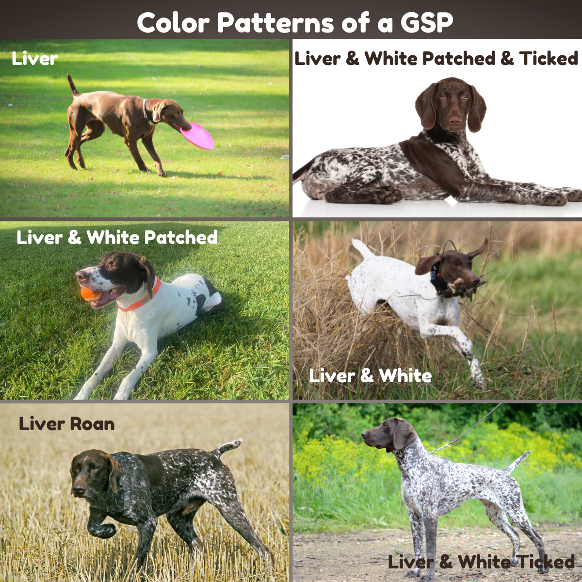 German sales shorthair colors